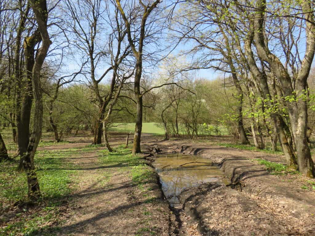 Ein schlammiger Pfad mit Reifenspuren schlängelt sich durch den rumänischen Hoia-Baciu-Wald, wo sich unter blauem Himmel laubbedeckte Bäume erheben; entlang des unheimlichen Weges sind grüne Grasflecken und eine kleine Pfütze zu sehen. | alien-fakten.de