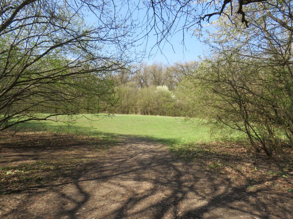 Ein unbefestigter Weg führt von den schattigen, bewaldeten Tiefen des Hoia-Baciu-Waldes zu einer offenen Wiese unter einem strahlend blauen Himmel, dessen Bäume und Äste diese geisterhafte Waldszene einrahmen. | alien-fakten.de