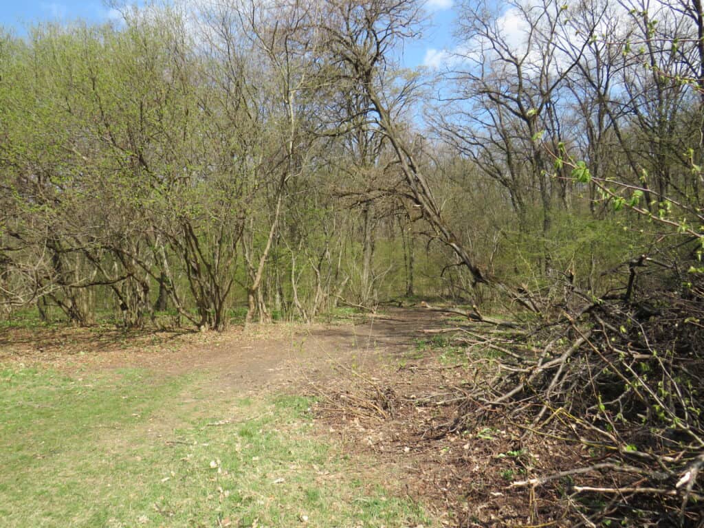 Ein unbefestigter Weg schlängelt sich unter blauem Himmel durch den Hoia-Baciu-Wald, mit verstreuten Ästen und grünem Gras im Vordergrund und Bäumen, die im frühen Frühling in diesem berühmt-berüchtigten Wald zu knospen beginnen. | alien-fakten.de