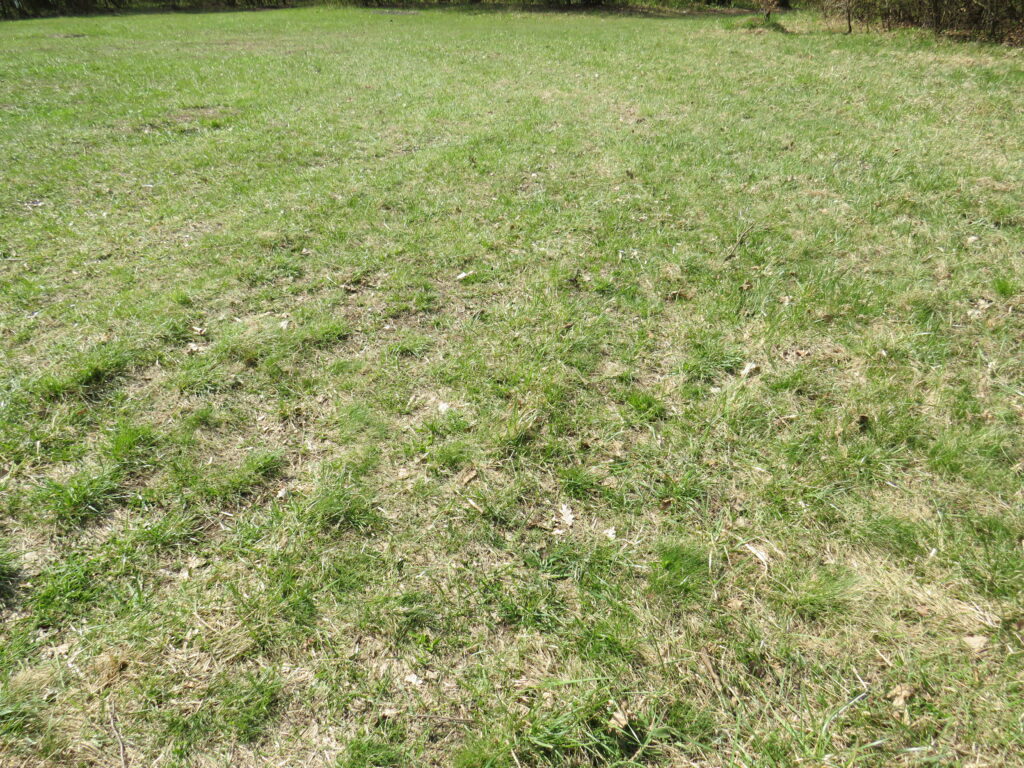 Ein grasbewachsenes Feld mit kahlem Boden und ungleichmäßigem Graswuchs liegt unter natürlichem Tageslicht im offenen Bereich des Hoia-Baciu-Waldes, der von weit entfernten Bäumen begrenzt wird und für seinen unheimlichen Ruf als Spukwald bekannt ist. | alien-fakten.de
